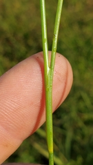 Juncus orthophyllus