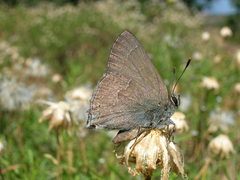 Satyrium tetra