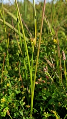 Juncus orthophyllus