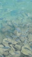 Diplodus bermudensis