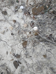 Convolvulus holosericeus