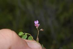 Indigofera sarmentosa