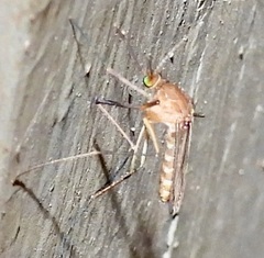 Culex pilosus