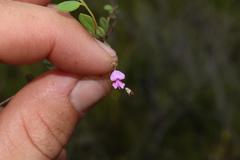 Indigofera sarmentosa