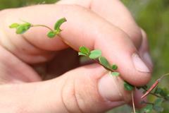 Indigofera sarmentosa