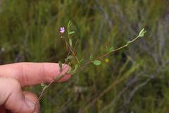 Indigofera sarmentosa