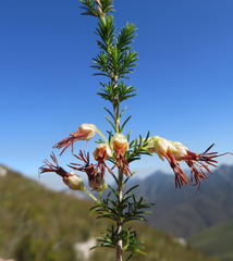 Erica intermedia albiflora