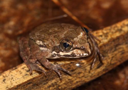 Cape River Frog, photo 2 of 10