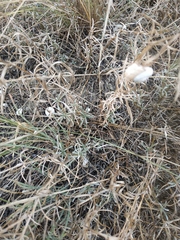 Convolvulus holosericeus