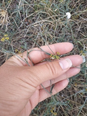 Bupleurum marschallianum
