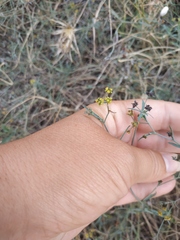Bupleurum marschallianum
