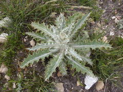 Berkheya francisci