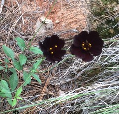 Cosmos atrosanguineus