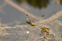 Limnogonus fossarum