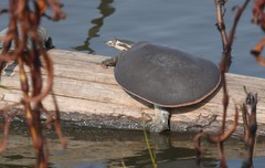 Apalone mutica mutica