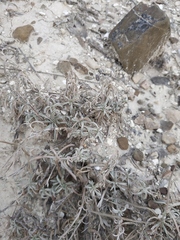 Convolvulus holosericeus
