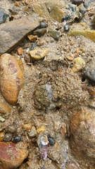 Hemigrapsus penicillatus