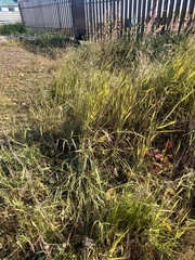 Alopecurus arundinaceus