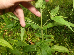Eupatorium × truncatum