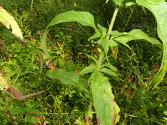Eupatorium × truncatum