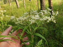Eupatorium × truncatum