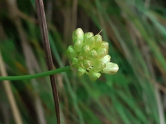 Allium ochroleucum