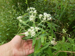 Eupatorium × truncatum