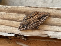 Zaleops umbrina