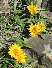 Gazania ciliaris