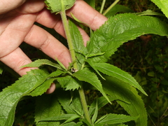 Eupatorium × truncatum
