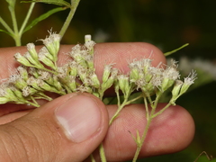 Eupatorium × truncatum