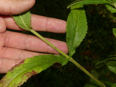 Eupatorium × truncatum