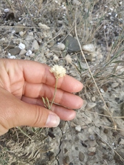 Cephalaria coriacea