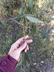 Salix rorida