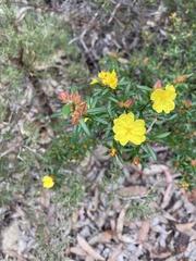 Hibbertia bracteata