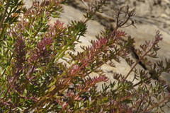 Cymopterus hendersonii
