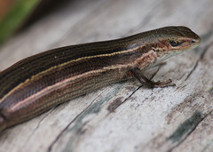 Pseudemoia pagenstecheri