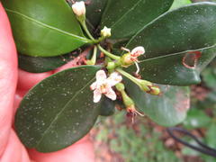 Erythroxylum emarginatum