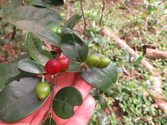 Erythroxylum emarginatum