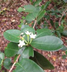Erythroxylum emarginatum