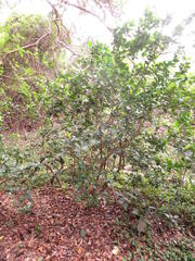 Erythroxylum emarginatum