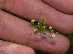 Erigeron canadensis pusillus