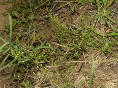 Erigeron canadensis pusillus