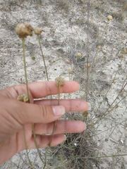 Cephalaria coriacea