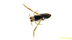 Notonecta triguttata