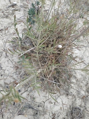 Cephalaria coriacea