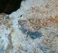 Nausinoe geometralis