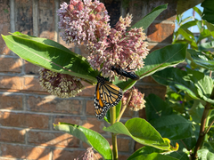 Danaus plexippus