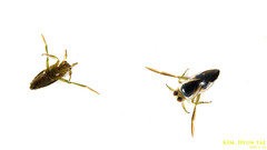 Notonecta triguttata