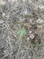 Euphorbia glareosa